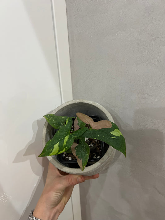 Syngonium red spot tricolor