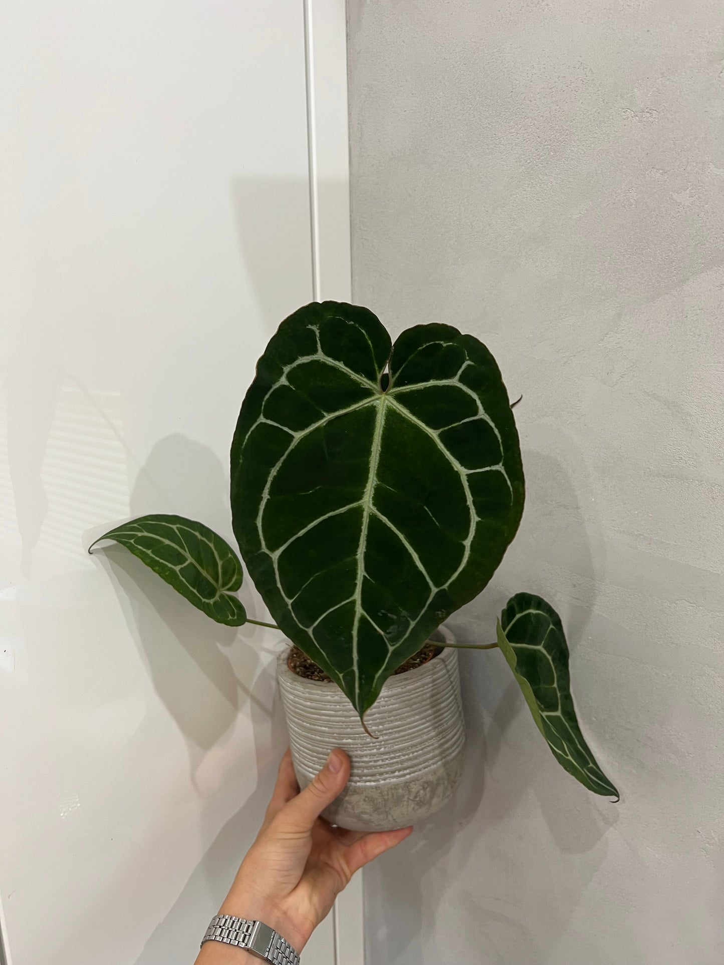 Anthurium crystallinum