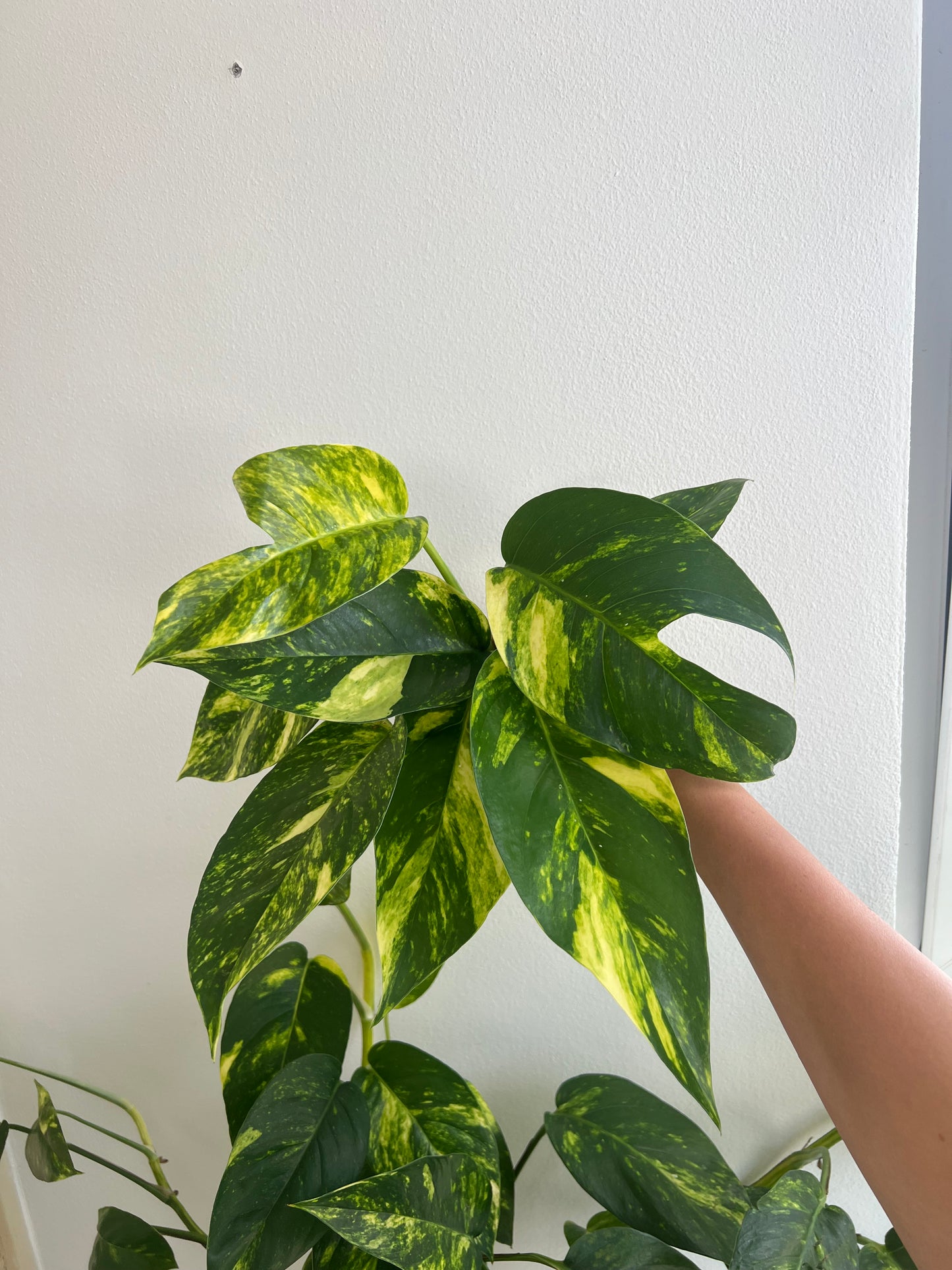 Epipremnum pinnatum cintho goldenfinger (náhodné rizky)