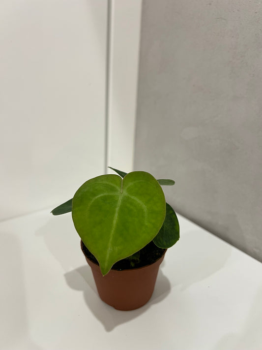 Anthurium clarinervium