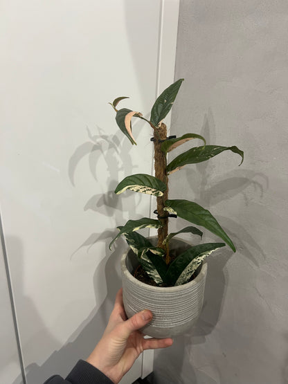 Ficus Sagittata Pink Variegata