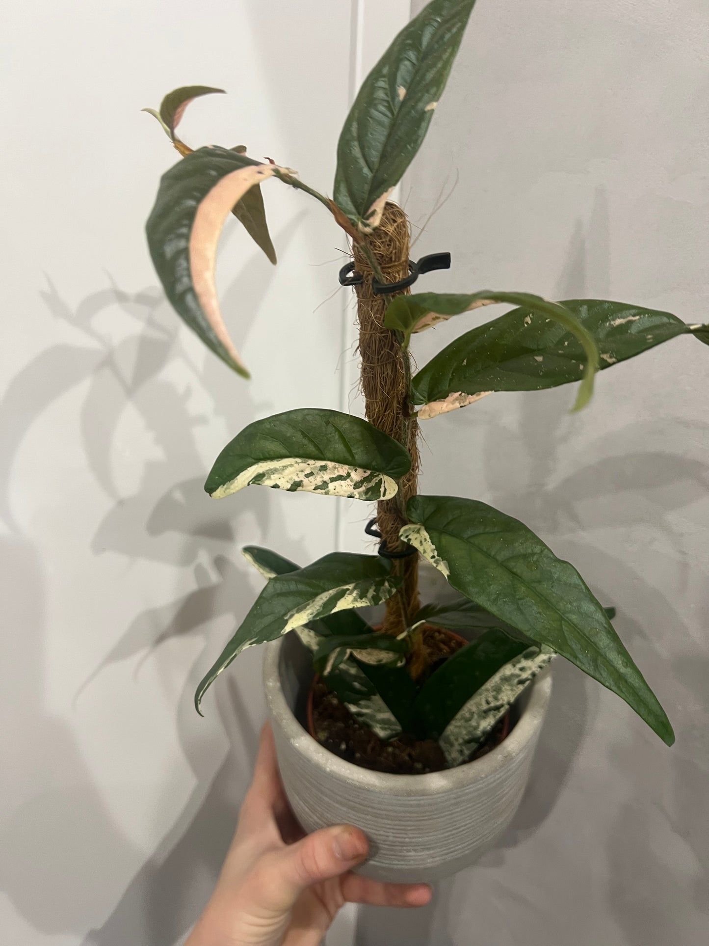 Ficus Sagittata Pink Variegata