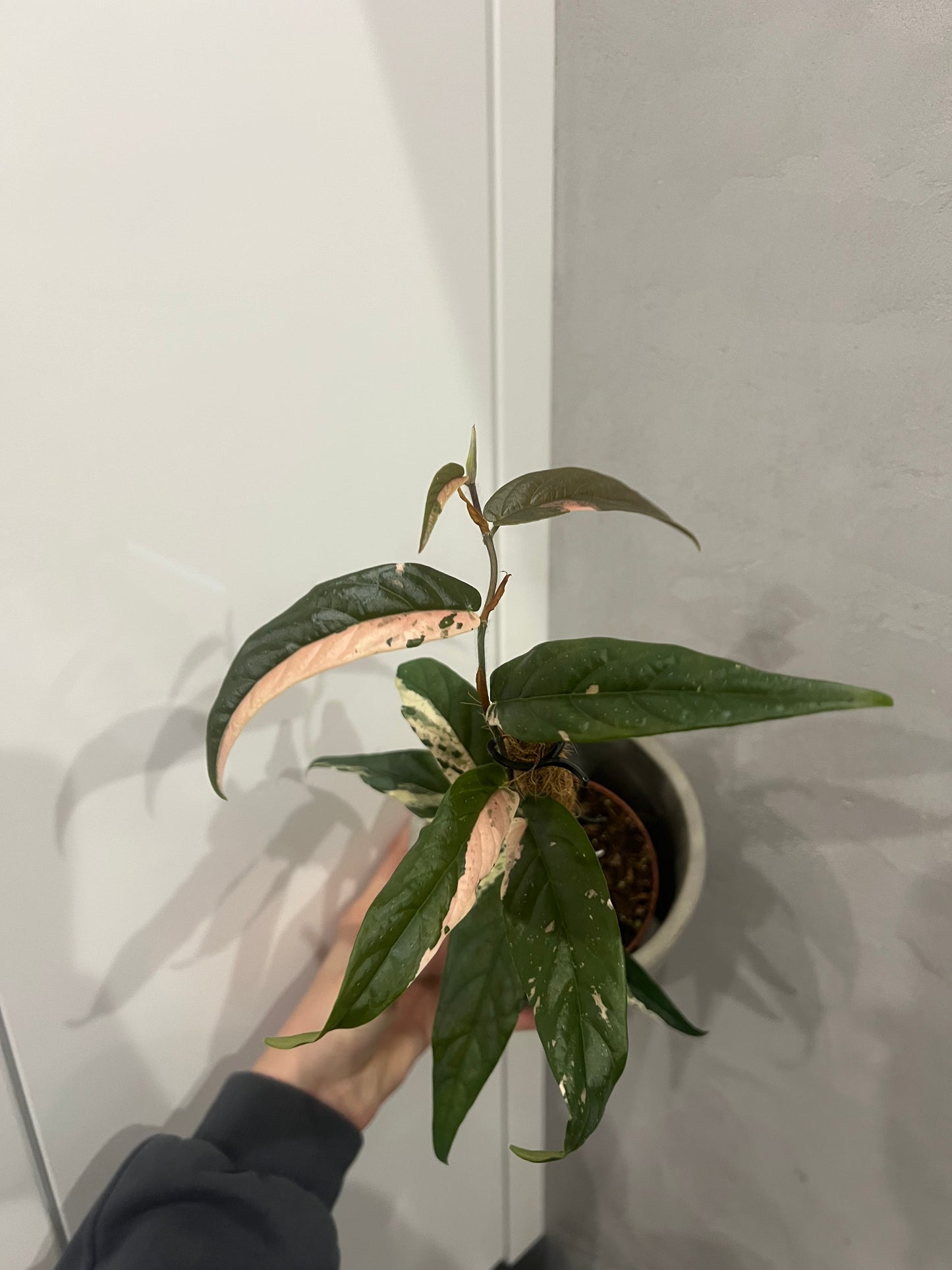 Ficus Sagittata Pink Variegata