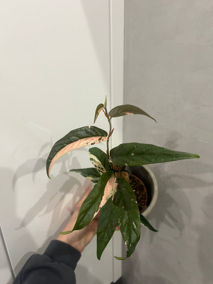 Ficus Sagittata Pink Variegata
