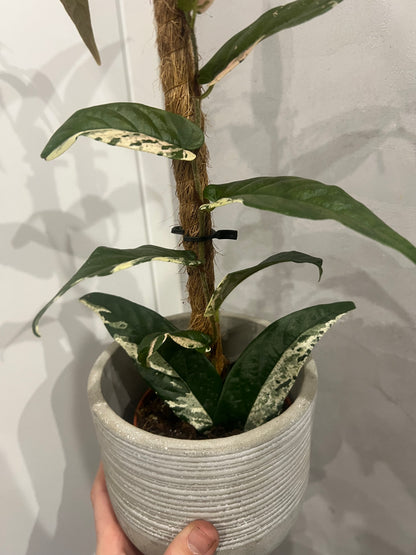 Ficus Sagittata Pink Variegata