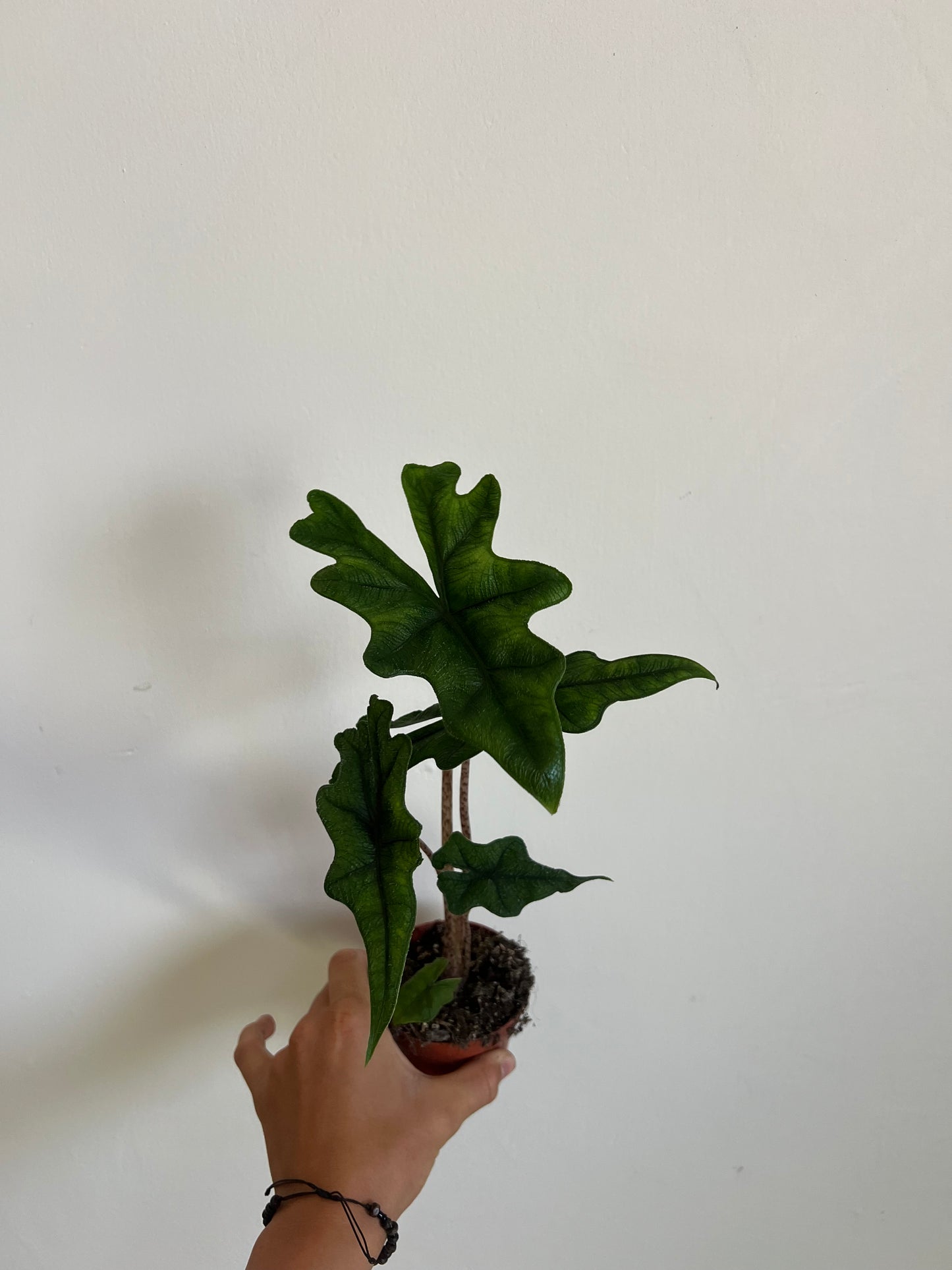 Alocasia jacklyn