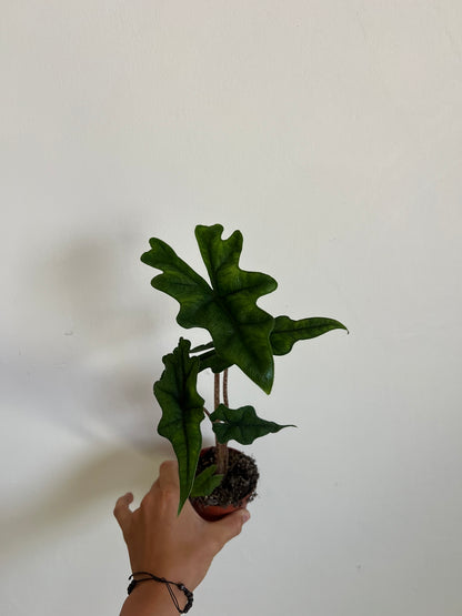 Alocasia jacklyn