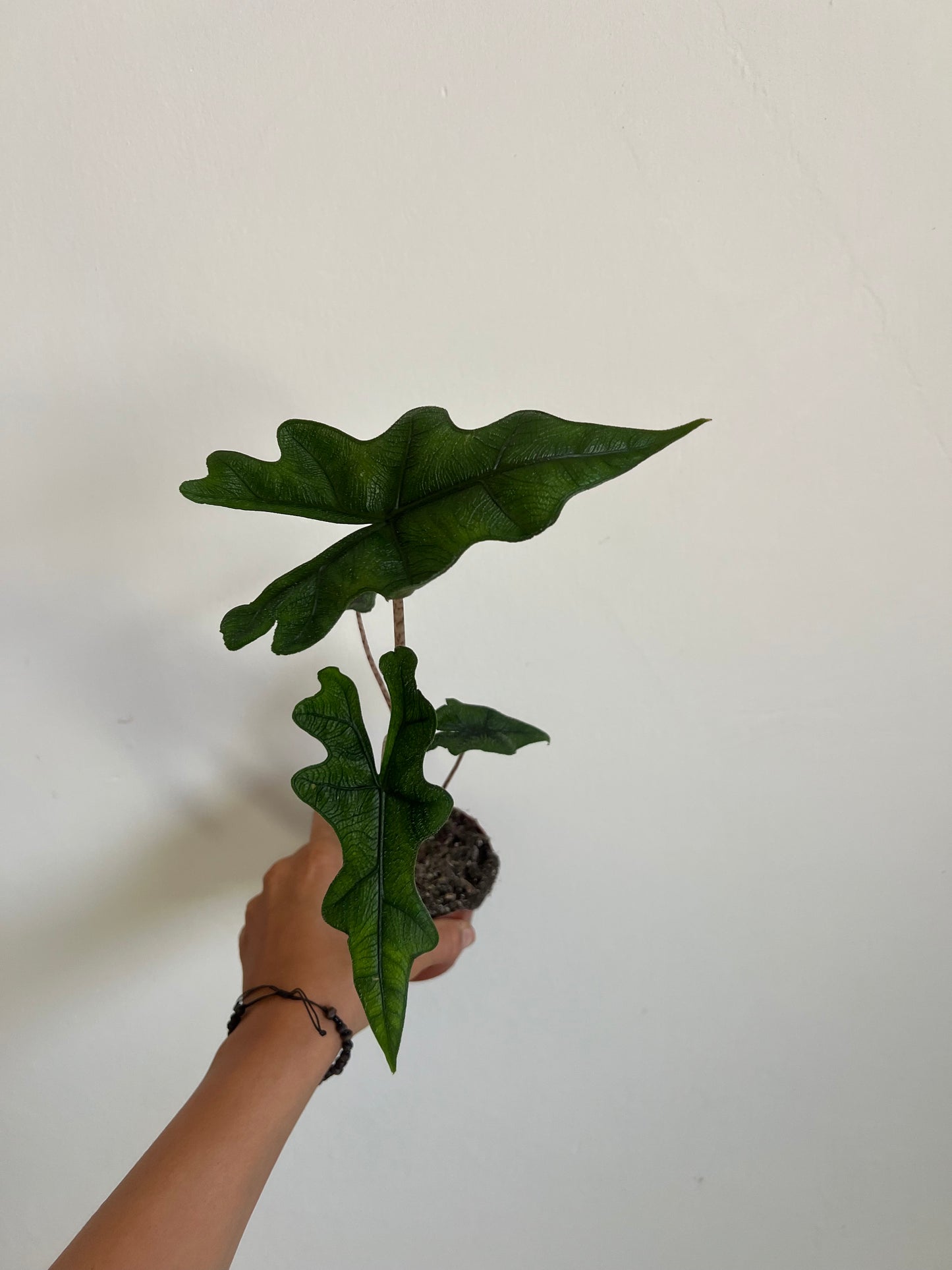 Alocasia jacklyn