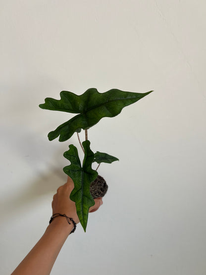 Alocasia jacklyn