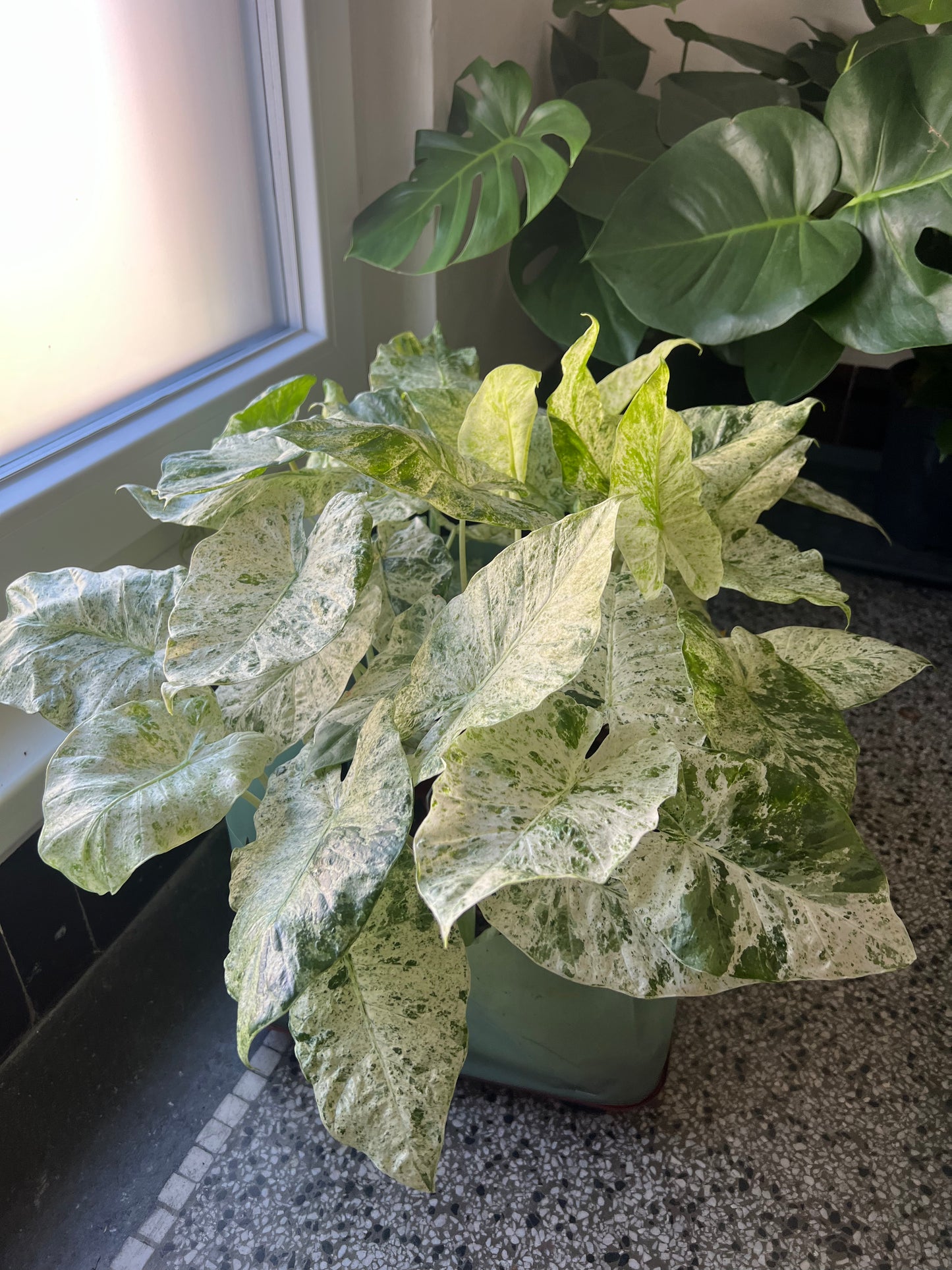 Alocasia macrorrhiza Splash