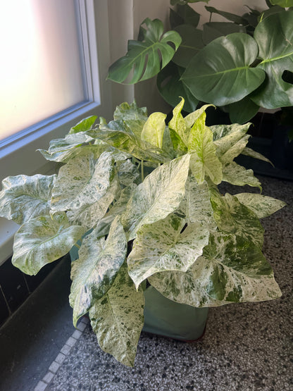 Alocasia macrorrhiza Splash