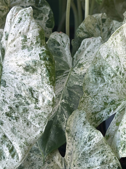 Alocasia macrorrhiza Splash