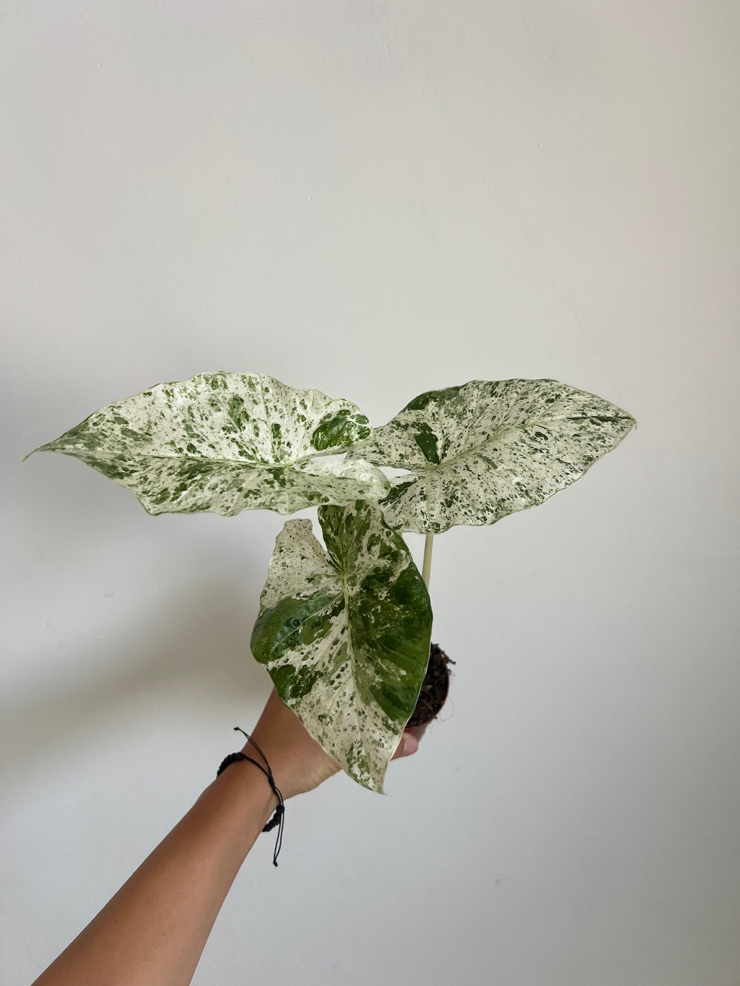 Alocasia macrorrhiza Splash