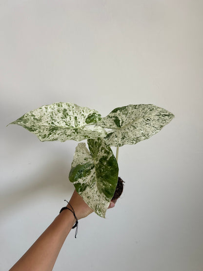 Alocasia macrorrhiza Splash