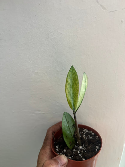 Zamioculcas chameleon