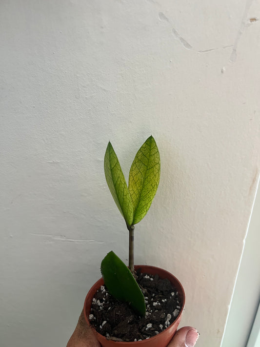 Zamioculcas chameleon