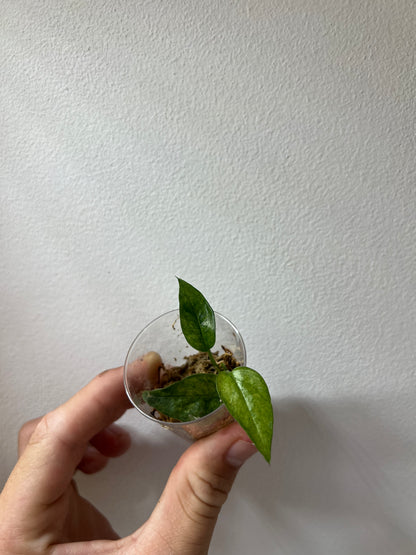 Epipremnum pinnatum mint variegated